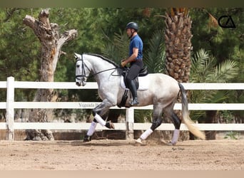 PRE, Hengst, 7 Jahre, 169 cm, Apfelschimmel