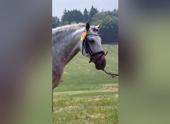 PRE, Hengst, 7 Jahre, 169 cm, Apfelschimmel
