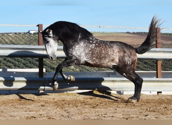 PRE, Hengst, 7 Jahre, 169 cm, Schimmel