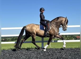 PRE, Hengst, 7 Jahre, 170 cm, Falbe