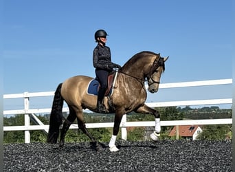 PRE, Hengst, 7 Jahre, 170 cm, Falbe