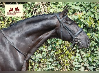 PRE, Hengst, 7 Jahre, 170 cm, Rappe