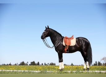 PRE, Hengst, 7 Jahre, 170 cm, Rappe