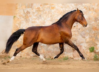 PRE Mix, Hengst, 7 Jahre, 170 cm, Rotbrauner