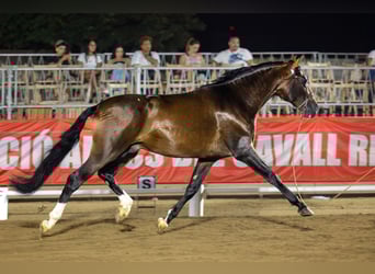 PRE Mix, Hengst, 7 Jahre, 170 cm, Rotbrauner