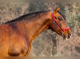 PRE Mix, Hengst, 7 Jahre, 170 cm, Rotbrauner