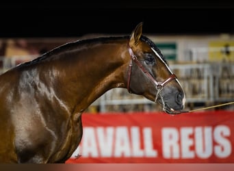PRE Mix, Hengst, 7 Jahre, 170 cm, Rotbrauner