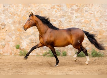 PRE Mix, Hengst, 7 Jahre, 170 cm, Rotbrauner