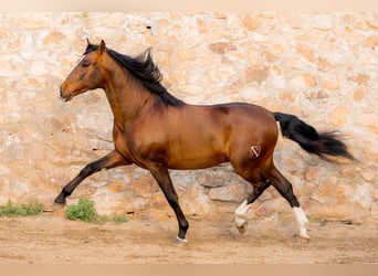 PRE Mix, Hengst, 7 Jahre, 170 cm, Rotbrauner