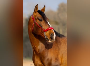 PRE Mix, Hengst, 7 Jahre, 170 cm, Rotbrauner