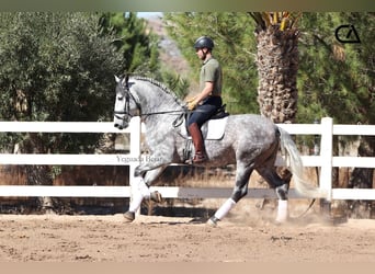 PRE, Hengst, 7 Jahre, 171 cm, Schimmel