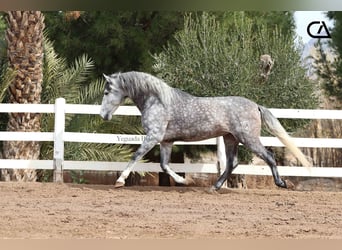 PRE, Hengst, 7 Jahre, 171 cm, Schimmel