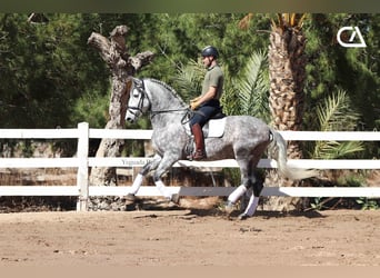 PRE, Hengst, 7 Jahre, 171 cm, Schimmel