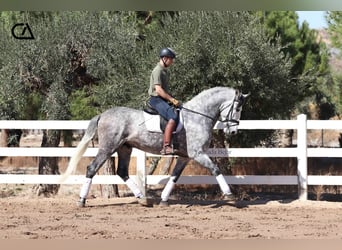 PRE, Hengst, 7 Jahre, 171 cm, Schimmel