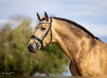 PRE, Hengst, 7 Jahre, 173 cm, Falbe