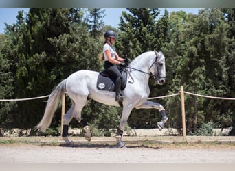 PRE, Hengst, 7 Jahre, 173 cm, Schimmel