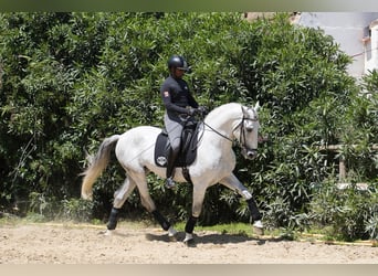 PRE, Hengst, 7 Jahre, 173 cm, Schimmel