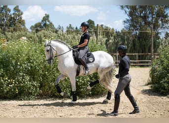 PRE, Hengst, 7 Jahre, 173 cm, Schimmel