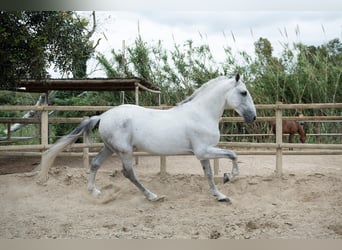 PRE, Hengst, 7 Jahre, 173 cm, Schimmel