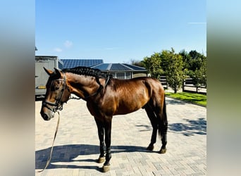 PRE Mix, Hengst, 7 Jahre, 176 cm, Dunkelbrauner