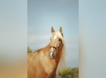 PRE Mix, Hengst, 7 Jahre, 176 cm, Palomino