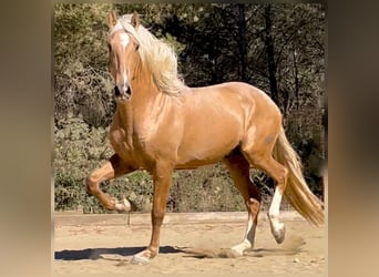 PRE Mix, Hengst, 7 Jahre, 176 cm, Palomino