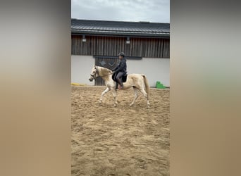 PRE Mix, Hengst, 8 Jaar, 155 cm, Gevlekt-paard