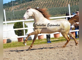 PRE, Hengst, 8 Jaar, 158 cm, Perlino