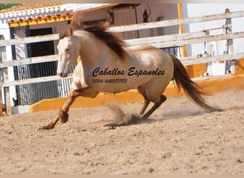 PRE, Hengst, 8 Jaar, 158 cm, Perlino