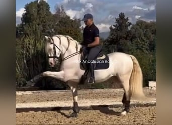 PRE Mix, Hengst, 8 Jaar, 160 cm, Perlino