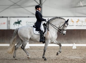 PRE, Hengst, 8 Jaar, 160 cm, Schimmel