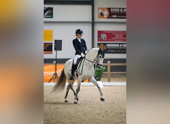 PRE, Hengst, 8 Jaar, 160 cm, Schimmel