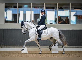 PRE, Hengst, 8 Jaar, 160 cm, Schimmel