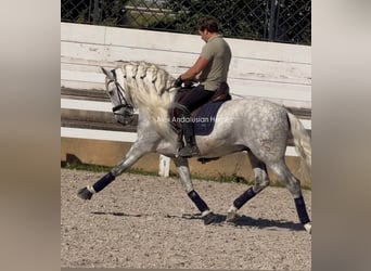 PRE Mix, Hengst, 8 Jaar, 161 cm, Wit