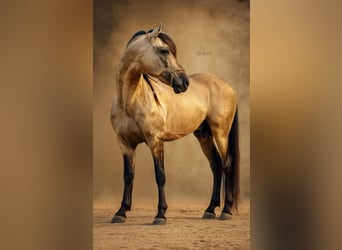 PRE Mix, Hengst, 8 Jaar, 162 cm, Falbe