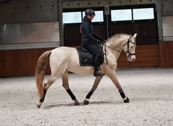 PRE, Hengst, 8 Jaar, 162 cm, Perlino