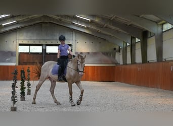 PRE, Hengst, 8 Jaar, 162 cm, Perlino