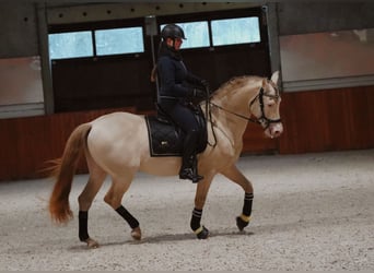 PRE, Hengst, 8 Jaar, 162 cm, Perlino