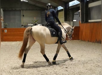 PRE, Hengst, 8 Jaar, 162 cm, Perlino