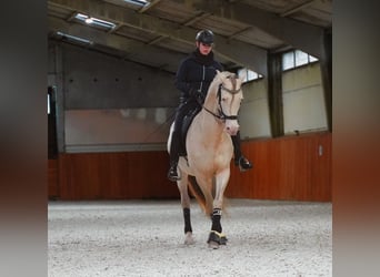 PRE, Hengst, 8 Jaar, 162 cm, Perlino