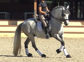 PRE, Hengst, 8 Jaar, 162 cm, Schimmel