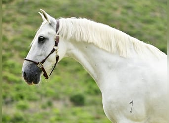 PRE Mix, Hengst, 8 Jaar, 162 cm, Schimmel