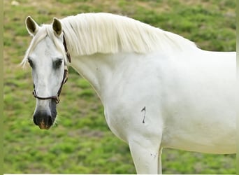 PRE Mix, Hengst, 8 Jaar, 162 cm, Schimmel