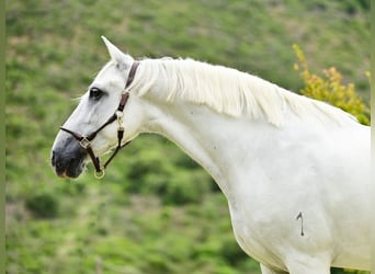 PRE Mix, Hengst, 8 Jaar, 162 cm, Schimmel