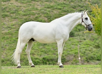 PRE Mix, Hengst, 8 Jaar, 162 cm, Schimmel