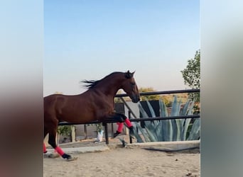 PRE Mix, Hengst, 8 Jaar, 164 cm, Roodbruin