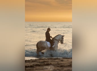 PRE Mix, Hengst, 8 Jaar, 164 cm, Schimmel