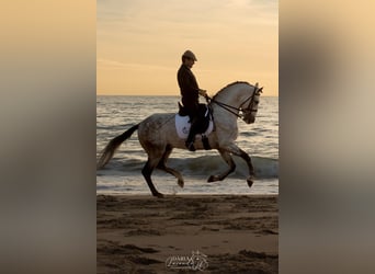 PRE Mix, Hengst, 8 Jaar, 164 cm, Schimmel