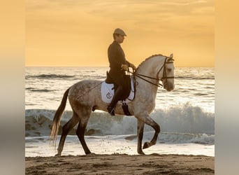 PRE Mix, Hengst, 8 Jaar, 164 cm, Schimmel