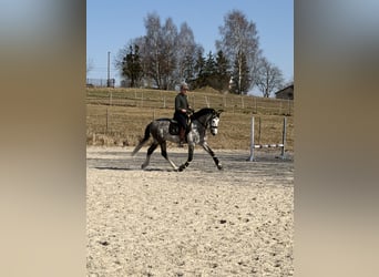 PRE Mix, Hengst, 8 Jaar, 165 cm, Appelschimmel